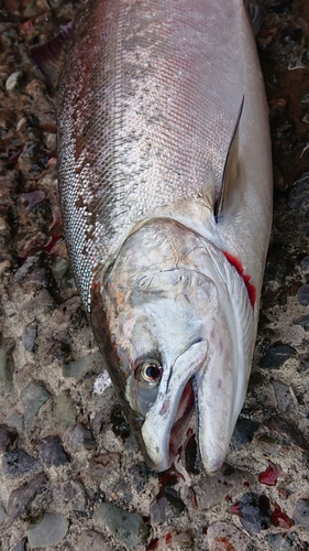 サクラマスの釣果