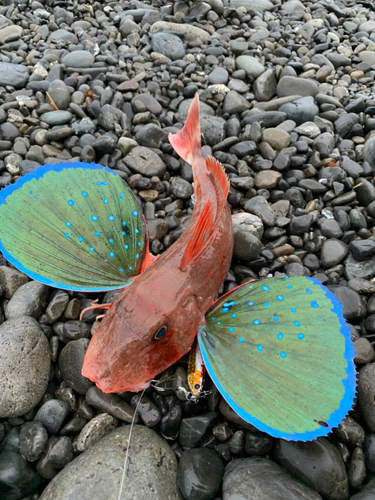 ホウボウの釣果