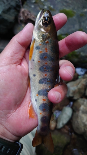 アマゴの釣果