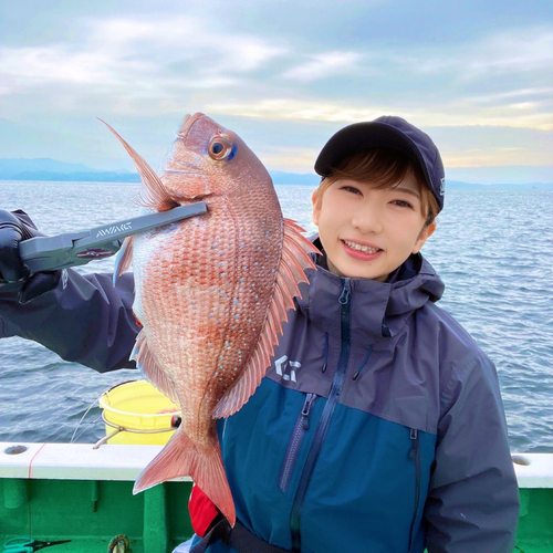 マダイの釣果