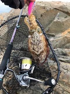 コウイカの釣果