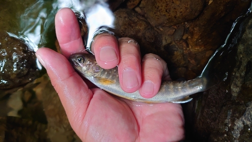 イワナの釣果