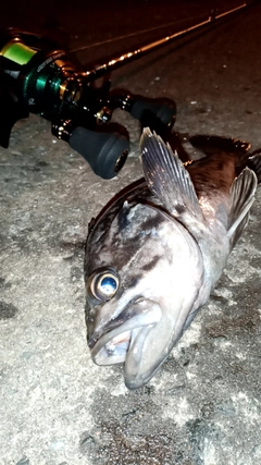 クロソイの釣果