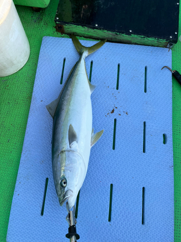 ハマチの釣果