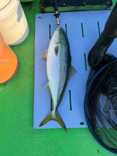 ハマチの釣果