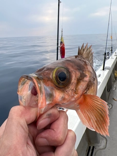 ウスメバルの釣果