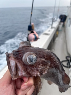 タヌキメバルの釣果