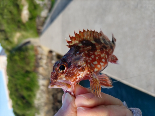 カサゴの釣果