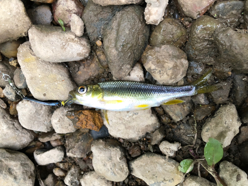 カワムツの釣果