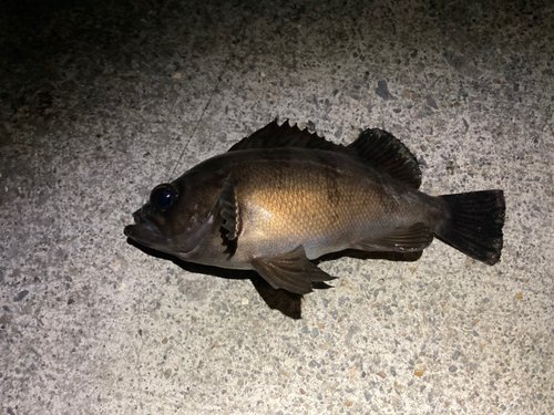 シロメバルの釣果