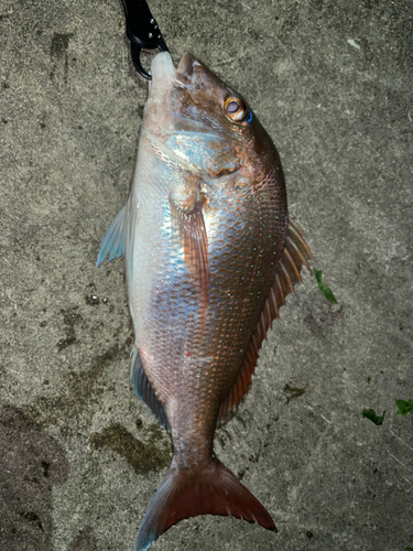 マダイの釣果