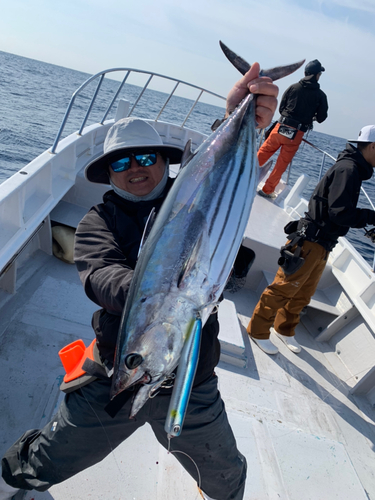 カツオの釣果