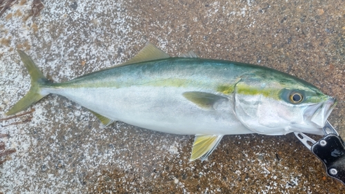 フクラギの釣果