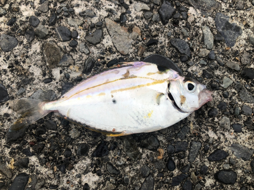 ヒイラギの釣果