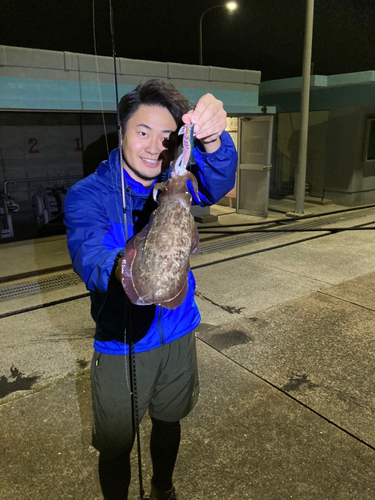 コウイカの釣果