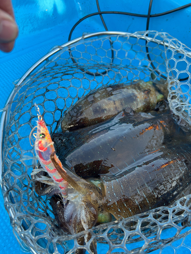 アオリイカの釣果