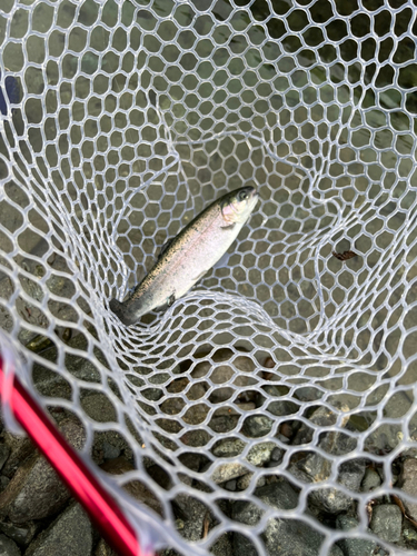 ニジマスの釣果