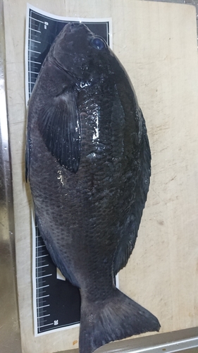 クチブトグレの釣果