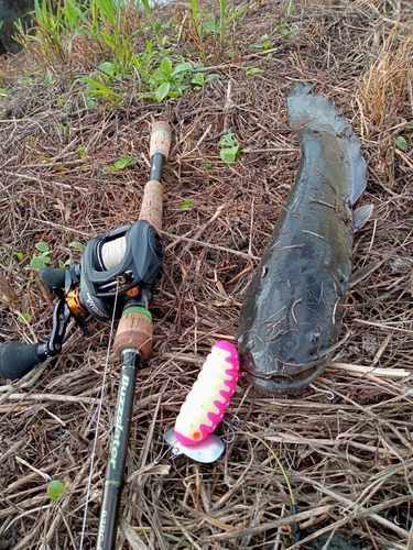 ナマズの釣果