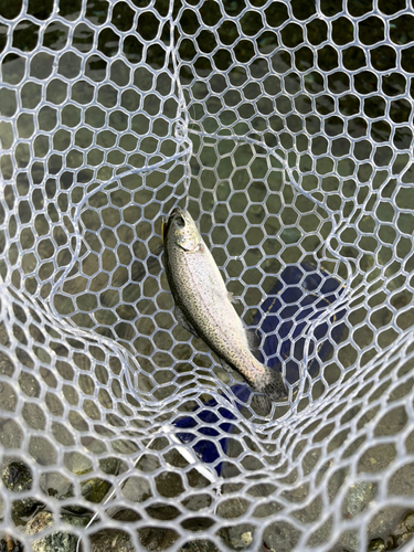 ニジマスの釣果