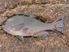 クチブトグレの釣果