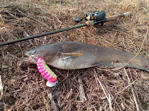 ナマズの釣果