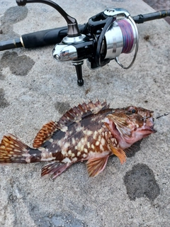 カサゴの釣果