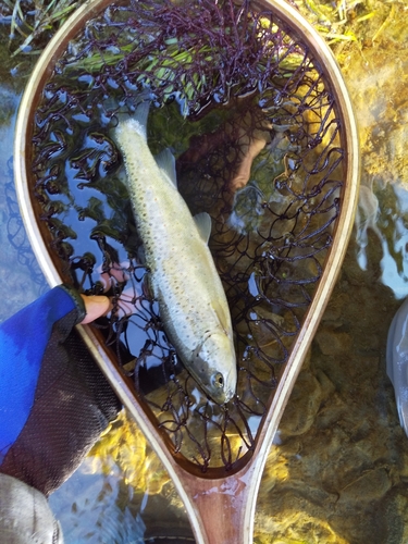 ブラウントラウトの釣果