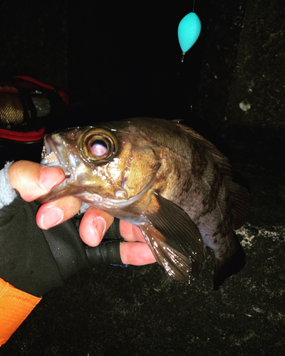 シロメバルの釣果