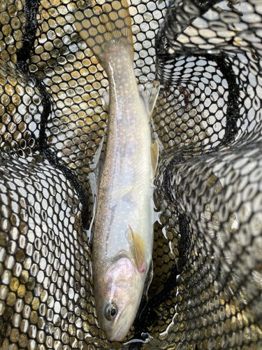 イワナの釣果