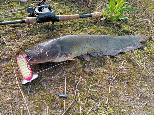 ナマズの釣果