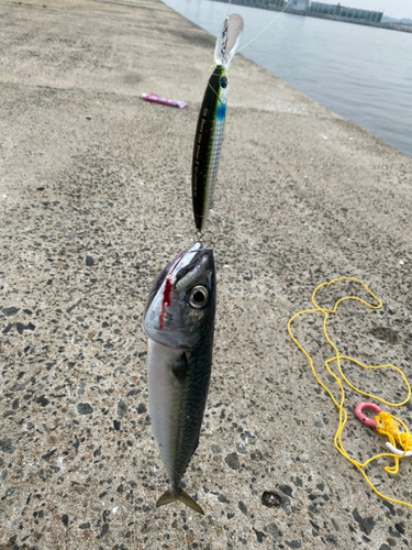 サバの釣果