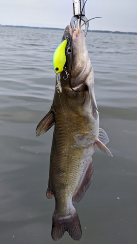 アメリカナマズの釣果