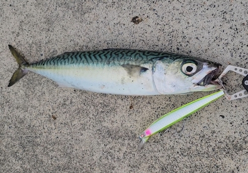 サバの釣果