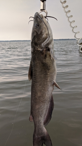 アメリカナマズの釣果