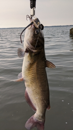 アメリカナマズの釣果