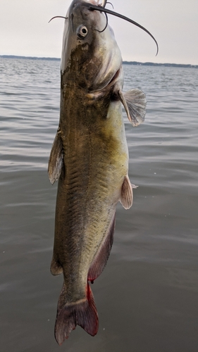 アメリカナマズの釣果