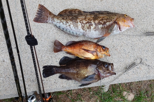 メバルの釣果