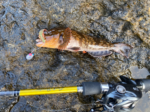 アイナメの釣果