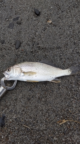 イシモチの釣果