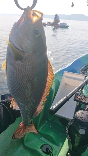 イサキの釣果