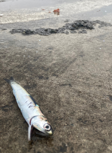 カタクチイワシの釣果