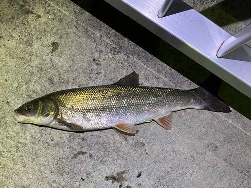 マルタウグイの釣果