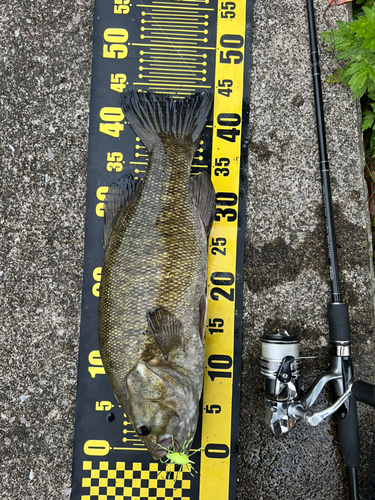 スモールマウスバスの釣果