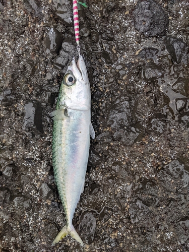 サバの釣果