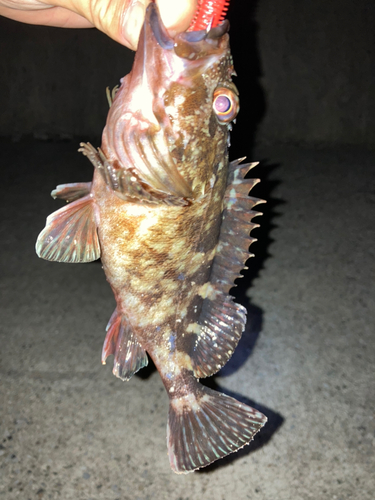 タケノコメバルの釣果