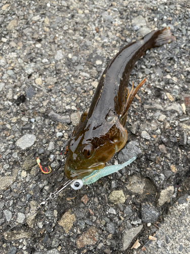 アナハゼの釣果