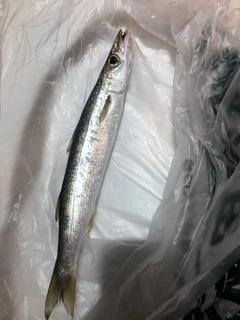 カマスの釣果