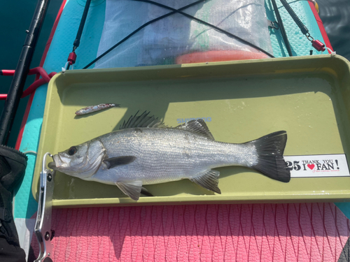 ヒラスズキの釣果