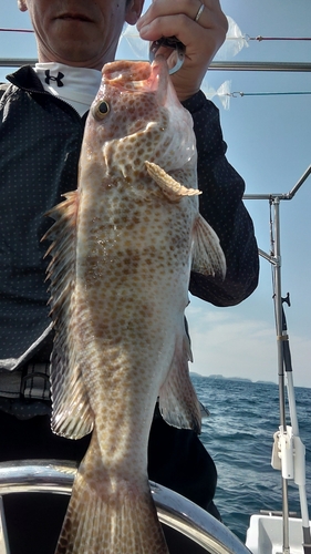 オオモンハタの釣果